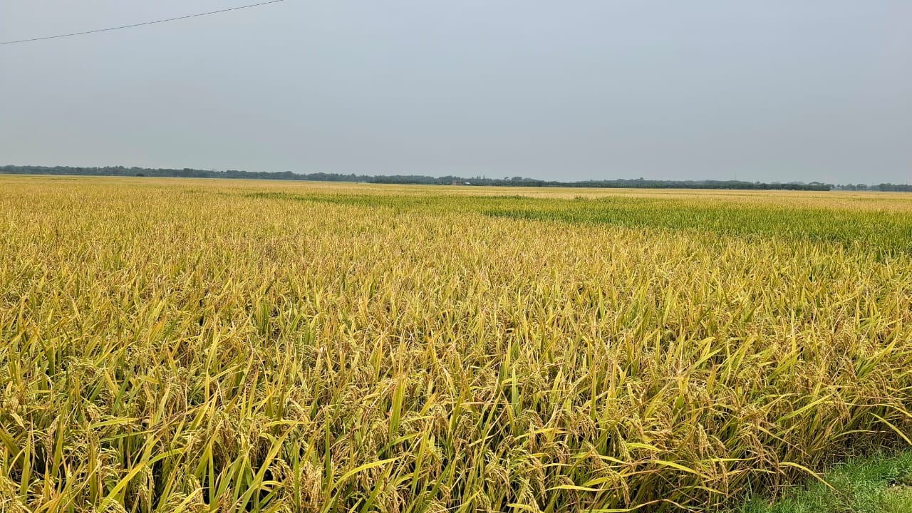 বোরো ধানের ফলনে খুশি, ঝড়-বৃষ্টিতে বিপাকে কৃষক