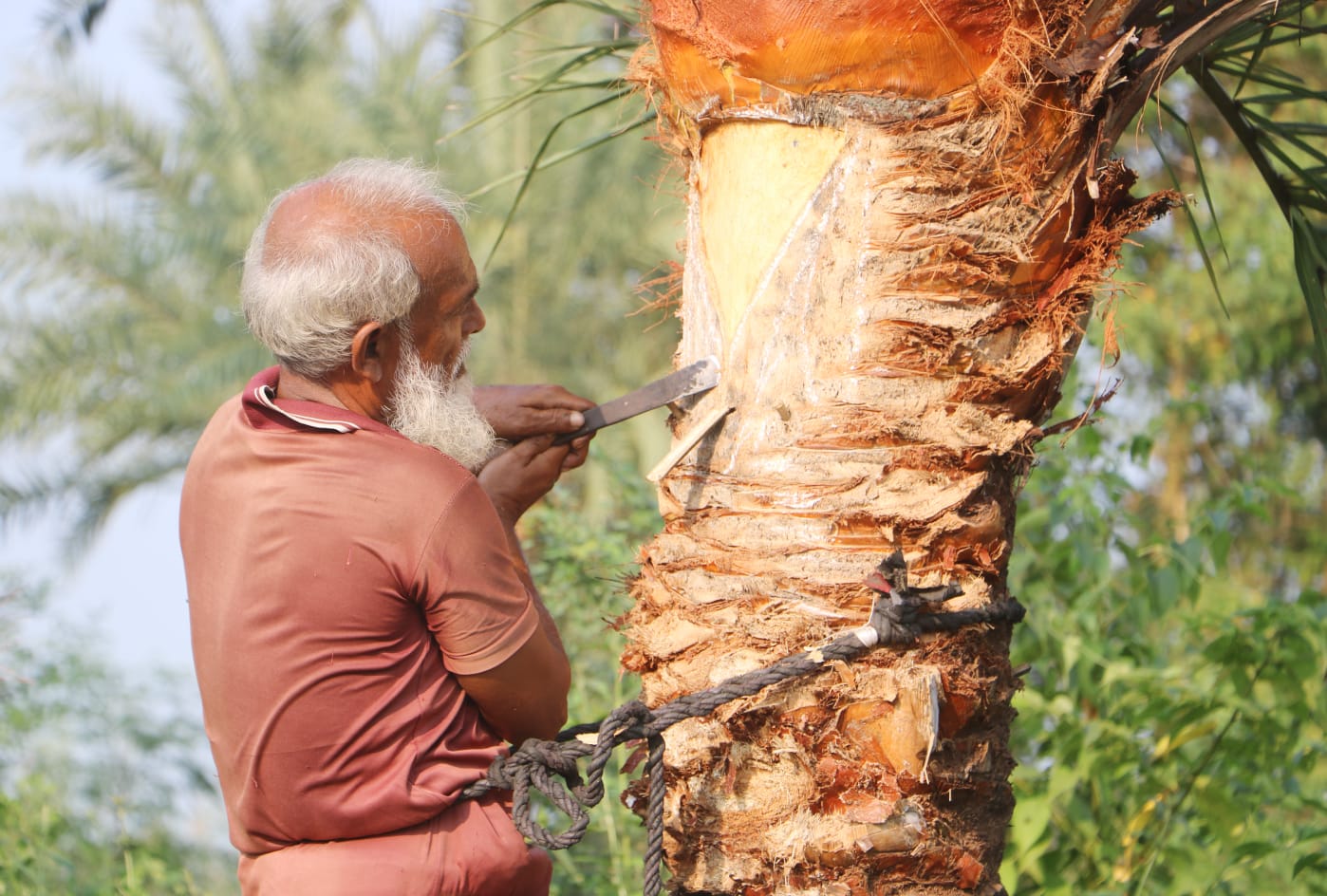 বাড়তে শুরু করেছে খেজুর গাছের কদর; বাড়তি আয়ের আশায় ব্যস্ত গাছিরা
