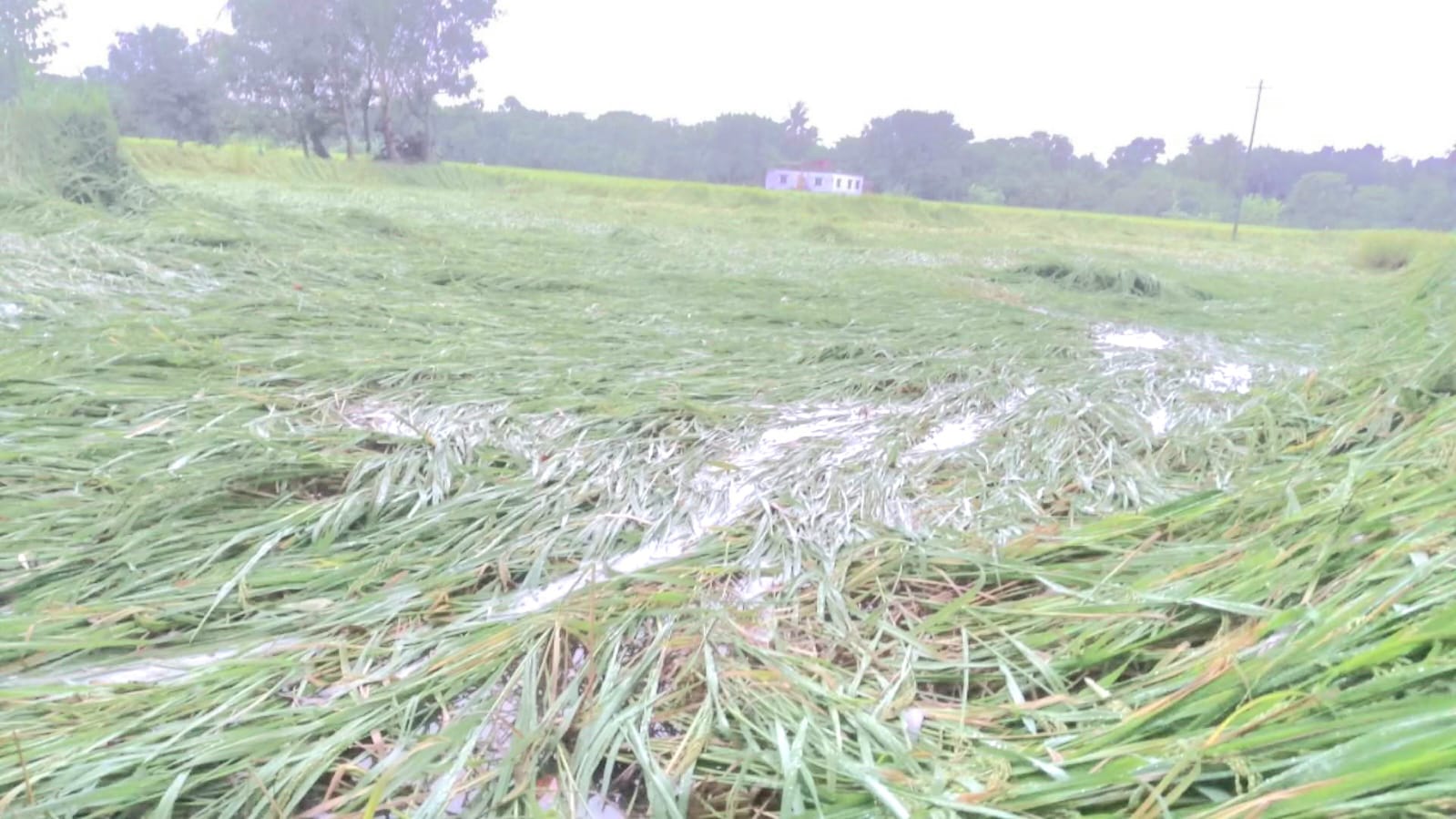 জমিতে জমেছে পানি; পচে যাওয়ার আশঙ্কায় আলু, লুটিয়ে পড়েছে ধান-সবজির গাছও