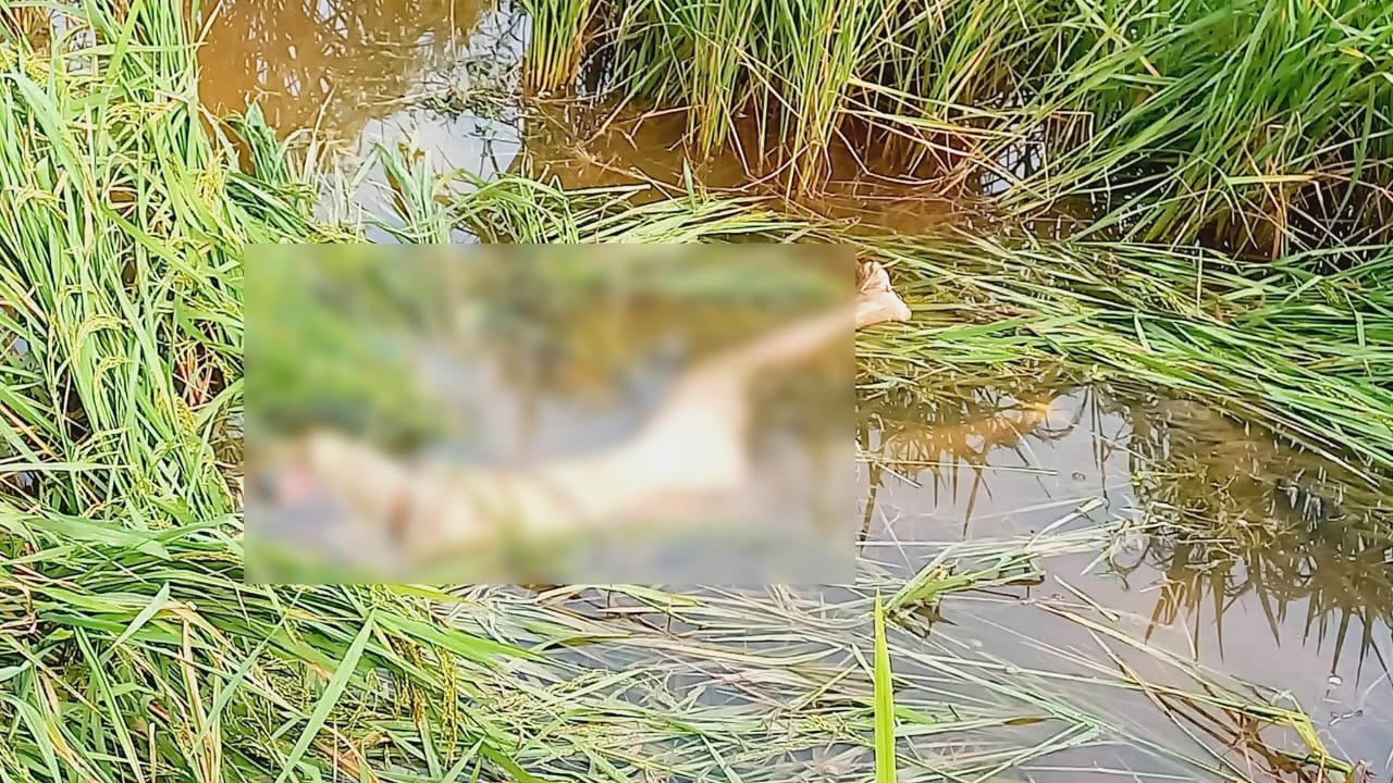 রাণীনগরে ধানক্ষেত থেকে যুবকের লাশ উদ্ধার, পরিবারের দাবি হত্যা
