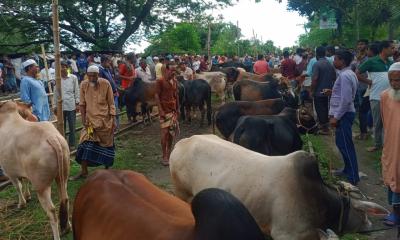 রেল স্টেশন ঘিরে পশুর হাট, প্রশাসনের নেই বাঁধা