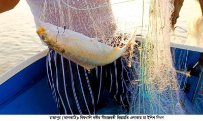 বিষখালি নদীতে অভিযান পাহারা দিয়ে চলছে মা ইলিশ নিধন, রাতে বেশি বেপরোয়া জেলেরা, এক অভিযানেই ১৫টি কারেন্ট জাল জব্দ