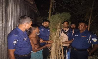 দাম বেড়ে যাওয়ায় নিজেই গাঁজার চাষ শুরু করেন মুকুল