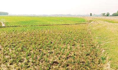 মৌলভীবাজারে সেচ সংকট: বোরো আবাদ ব্যাহত, দুশ্চিন্তায় ৬০ হাজার কৃষক