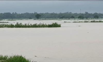 টানা বৃষ্টিতে রোপা আমন খেতে পানি, ক্ষতির শঙ্কায় কৃষকেরা