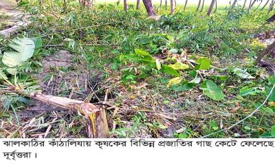 কাঁঠালিয়ায় গাছের সাথে এ কেমন শক্রতা
