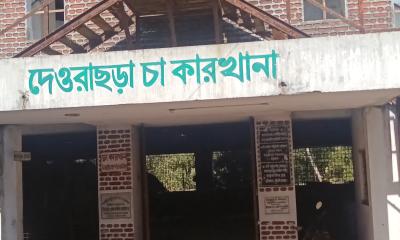 দেওড়াছড়া চা বাগানে ৯ হাজার কেজি চা পাতা বিক্রির অভিযোগ