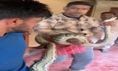 শ্রীমঙ্গলে ঘরের সিলিংয়ে বিশাল অজগর, উদ্ধার করে বন বিভাগে হস্তান্তর