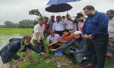 লালমনিরহাটে ক্রপ কেয়ার ডিভিশন, স্কয়ার এর  বজ্রপাত নিরোধনে তালগাছের চারা রোপণ-