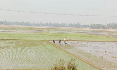 রাণীনগরে বোরো চাষে ব্যস্ত কৃষক, সারের সংকট না থাকায় কৃষকদের স্বস্তি