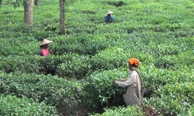 চা শ্রমিকদের টাকা আত্মসাৎ, সুবিধাভোগী একই পরিবারের একাধিক ব্যক্তি