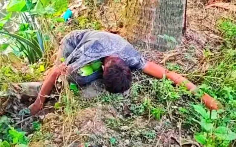 বদলগাছীতে ডাব চুরি করতে গিয়ে গাছ থেকে পড়ে যুবকের মৃত্যু