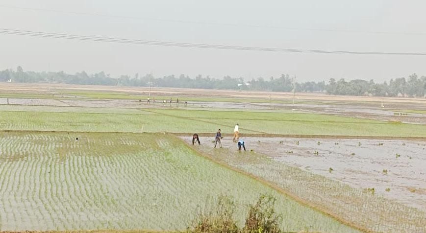 রাণীনগরে বোরো চাষে ব্যস্ত কৃষক, সারের সংকট না থাকায় কৃষকদের স্বস্তি