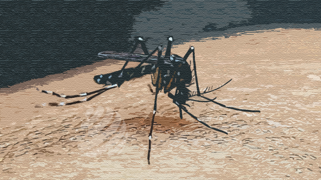 ডেঙ্গু আক্রান্ত হয়ে হাসপাতালে ভর্তি ৮৩৪ জন