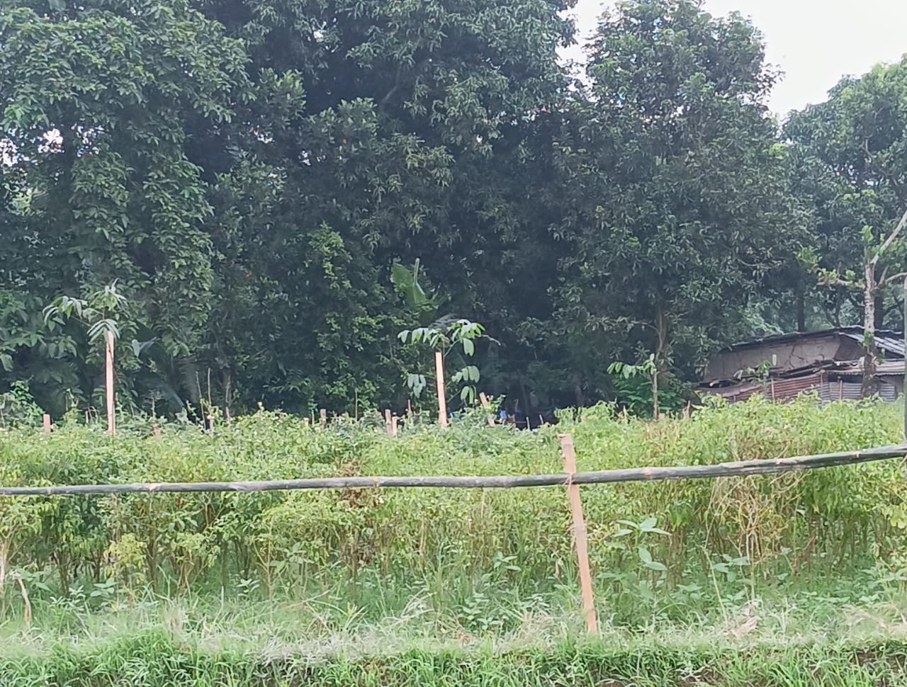 পূর্ব শত্রুতার জের ধরে নওগাঁয় লাগানো ধান নষ্ট করে জমি দখলের অভিযোগ