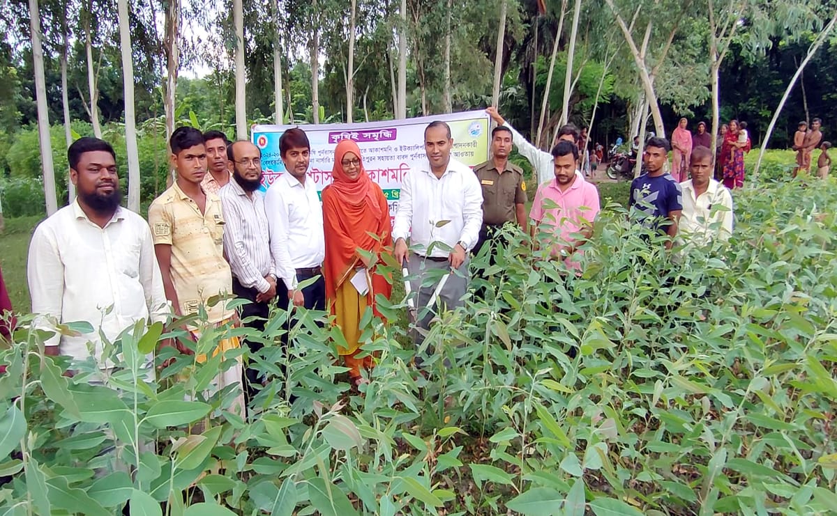 দেশে ইউক্যালিপটাস ও আকাশমনি গাছ পরিবেশের জন্য ক্ষতিকর